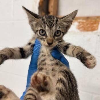 Lisa -  Domestic Short Hair Cat for Adoption in Edinburg, Texas - Lisa | PetCurious