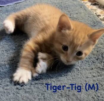 Tiger/Tig (The “Fancy Feet” Footnotes) -  Domestic Short Hair Cat for Adoption in Telford, Pennsylvania - Tiger/Tig (The “Fancy Feet” Footnotes) | PetCurious