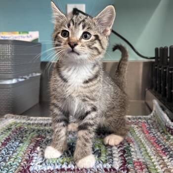 Apollo -  Domestic Short Hair Cat for Adoption in Mount Vernon, Indiana - Apollo | PetCurious