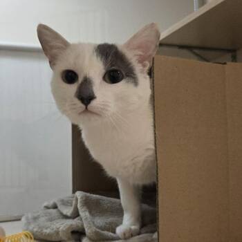 Domestic Short Hair Cats Available for Adoption in Ballston Spa, New York - Zero | PetCurious