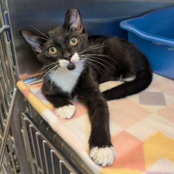 Sylvester -  Domestic Short Hair Cat for Adoption in Emporia, Kansas - Sylvester | PetCurious