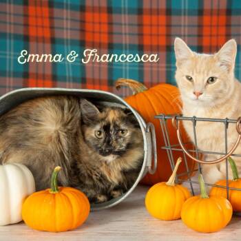 Rescue Domestic Medium Hair Cats for Adoption in Springfield, Missouri - Emma | PetCurious