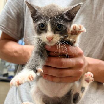 Dragon -  Domestic Short Hair Cat for Adoption in Palestine, Texas - Dragon | PetCurious