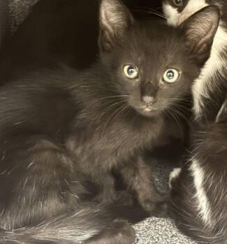 Hera -  Domestic Short Hair Cat for Adoption in Converse, Texas - Hera | PetCurious
