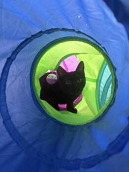 Baby -  Domestic Short Hair Cat for Adoption in Austin, Texas - Baby | PetCurious