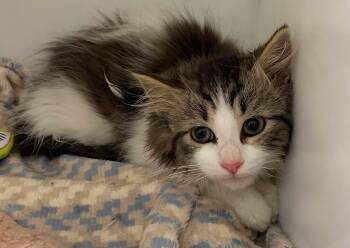 Burrito -  Domestic Medium Hair Cat for Adoption in Delson, Quebec - Burrito | PetCurious