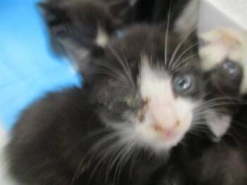 A385141 -  Domestic Short Hair Cat for Adoption in Ocala, Florida - A385141 | PetCurious