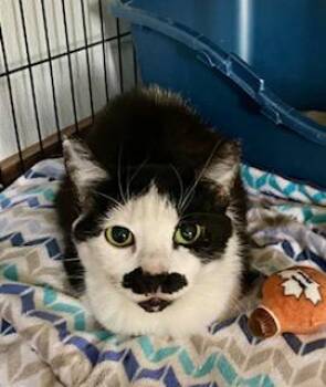 Tuxedo Cats Available for Adoption - Tash | PetCurious