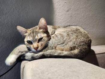Domestic Short Hair Cats Available for Adoption - Chloe (Courtesy Post) | PetCurious