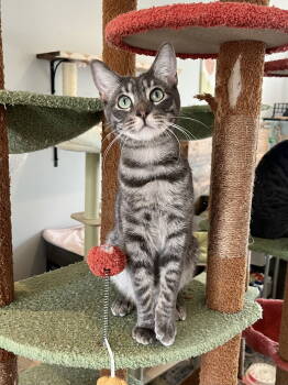 Rescue Domestic Short Hair Cats for Adoption in Long Beach, California - Froggy | PetCurious