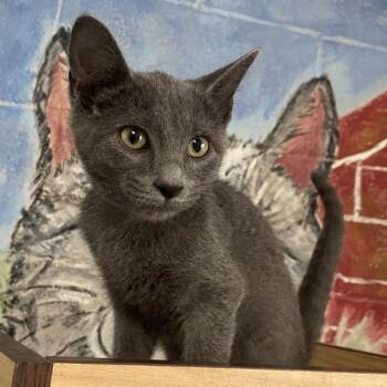 Melon -  Domestic Short Hair Cat for Adoption in Laredo, Texas - Melon | PetCurious