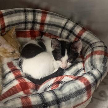 Caterpillar -  Domestic Short Hair Cat for Adoption in West Palm Beach, Florida - Caterpillar | PetCurious