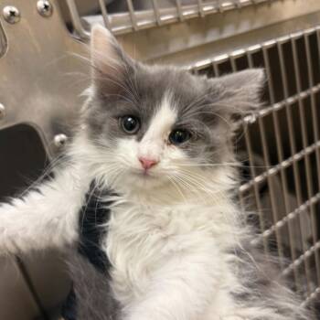 Axiom -  Domestic Short Hair Cat for Adoption in Winston-salem, North Carolina - Axiom | PetCurious