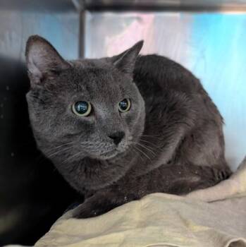 Domestic Short Hair Cats Available for Adoption - Blaze | PetCurious