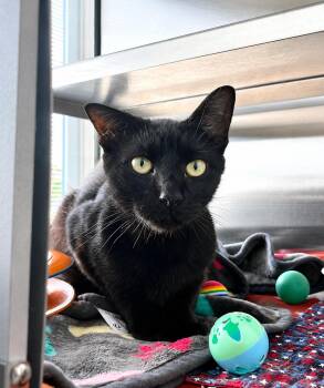 Chevy -  Domestic Short Hair Cat for Adoption in Moundsville, West Virginia - Chevy | PetCurious