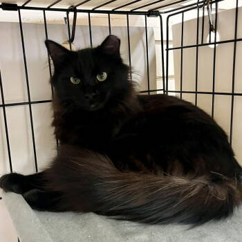 Rescue Domestic Medium Hair Cats for Adoption in Candler, North Carolina - Olexa | PetCurious