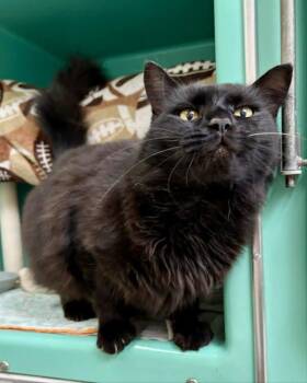 Domestic Medium Hair Cats Available for Adoption in Novato, California - Mickey | PetCurious