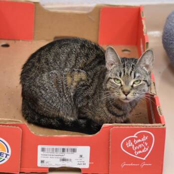 Blanche -  Domestic Short Hair Cat for Adoption in Mebane, North Carolina - Blanche | PetCurious