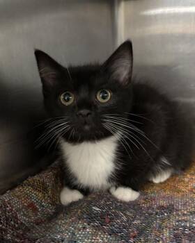 Floatie -  Domestic Medium Hair Cat for Adoption in Richmond, Virginia - Floatie | PetCurious