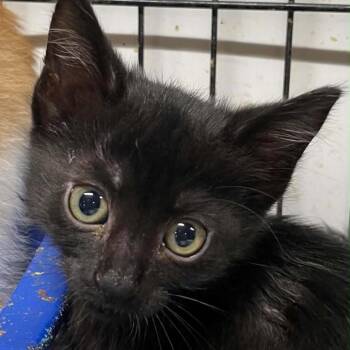 Sir Pine -  Domestic Short Hair Cat for Adoption in Inwood, West Virginia - Sir Pine | PetCurious