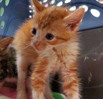 Poppi -  Domestic Short Hair Cat for Adoption in Kansas City, Missouri - Poppi | PetCurious