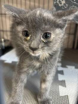 26-429 Pixel -  Domestic Short Hair Cat for Adoption in Barnesville, Georgia - 26-429 Pixel | PetCurious