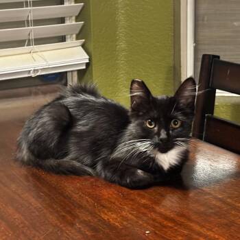 Jesse -  Domestic Medium Hair Cat for Adoption in Las Vegas, Nevada - Jesse | PetCurious