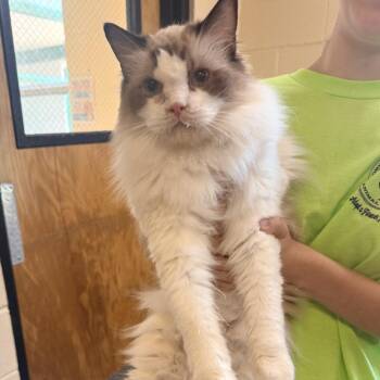 Babygirl -  Ragdoll Cat for Adoption in Corinth, Mississippi - Babygirl | PetCurious