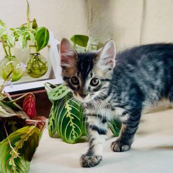 Travis -  Domestic Short Hair Cat for Adoption in Port Richey, Florida - Travis | PetCurious