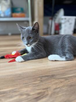 Athena Solis -  Domestic Short Hair Cat for Adoption in Stowe, Pennsylvania - Athena Solis | PetCurious
