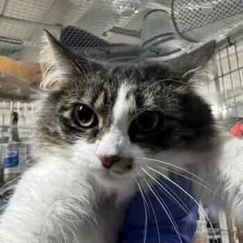 Domestic Medium Hair Cats Available for Adoption - Pecan | PetCurious