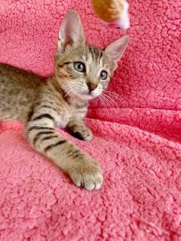 Rescue Domestic Short Hair and Tiger Cats for Adoption in Lake Monroe, Florida - Lulu | PetCurious