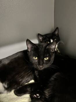 Rescue Domestic Short Hair Cats for Adoption in Greene, New York - Chestnut | PetCurious