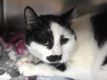 Domestic Short Hair Cats Available for Adoption - Big | PetCurious