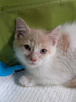 Domestic Medium Hair Cats Available for Adoption - The Prototype | PetCurious