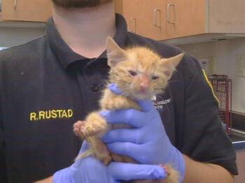 TARZAN -  Domestic Short Hair Cat for Adoption in Sacramento, California - TARZAN | PetCurious