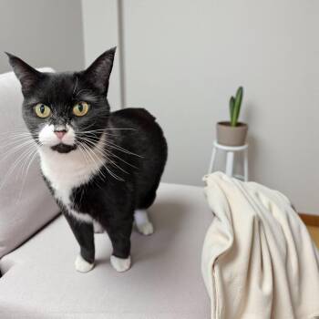 Rescue Domestic Short Hair Cats for Adoption in Chuckey, Tennessee - Mittens-CT | PetCurious