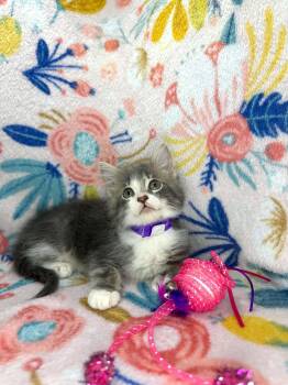 Francine -  Domestic Long Hair Cat Available for Adoption in Tavares, Florida - Francine | PetCurious