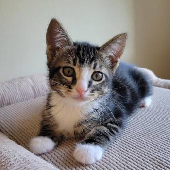 Zava -  Domestic Short Hair Cat for Adoption in Washougal, Washington - Zava | PetCurious