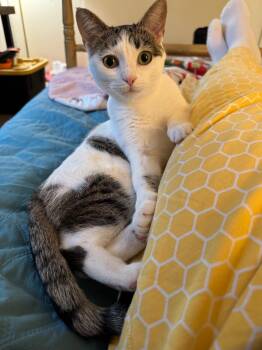 Destiny -  Domestic Short Hair Cat for Adoption in Reston, Virginia - Destiny | PetCurious