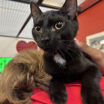 Ridley -  Domestic Short Hair Cat for Adoption in Sarasota, Florida - Ridley | PetCurious