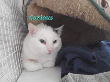 Curious -  Domestic Short Hair Cat Available for Adoption in Diamond Springs, California - Curious | PetCurious