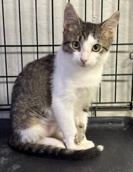 Blueberry -  Domestic Short Hair Cat for Adoption in Lincoln, Nebraska - Blueberry | PetCurious