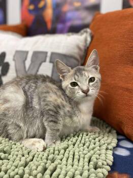 Rescue Domestic Short Hair Cats for Adoption in Effingham, Illinois - Clorox “Roxie” | PetCurious