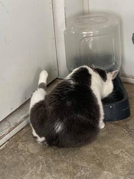 Domestic Short Hair Cats Available for Adoption in Hillsboro, Ohio - Tippie | PetCurious
