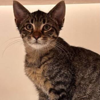 Bailey -  Domestic Short Hair and Tiger Cat for Adoption in Batavia, New York - Bailey | PetCurious