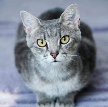 Tabby and Domestic Short Hair Cats Available for Adoption - Nani | PetCurious