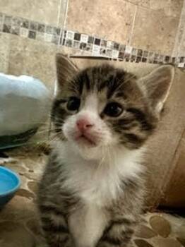 Rescue Domestic Short Hair Cats for Adoption in Millcreek, Utah - Luca | PetCurious