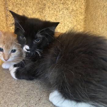 Tux -  Domestic Medium Hair Cat for Adoption in Philadelphia, Pennsylvania - Tux | PetCurious