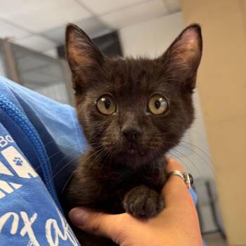 Domestic Short Hair Cats Available for Adoption in Goleta, California - Woody | PetCurious